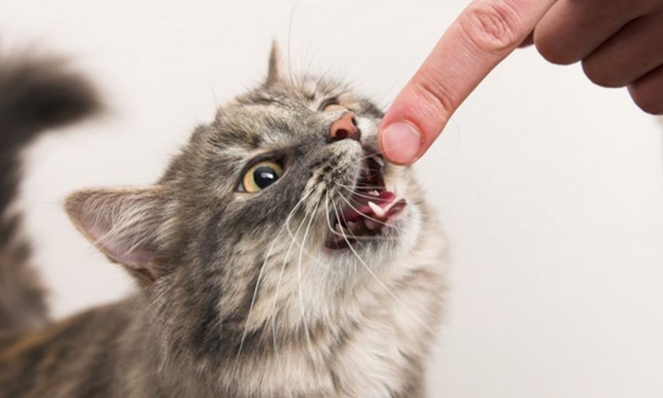 Este Es El Motivo Por El Cual Tu Gato Te Lame Y Luego Te Muerde Cabroworld