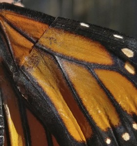 mariposa5