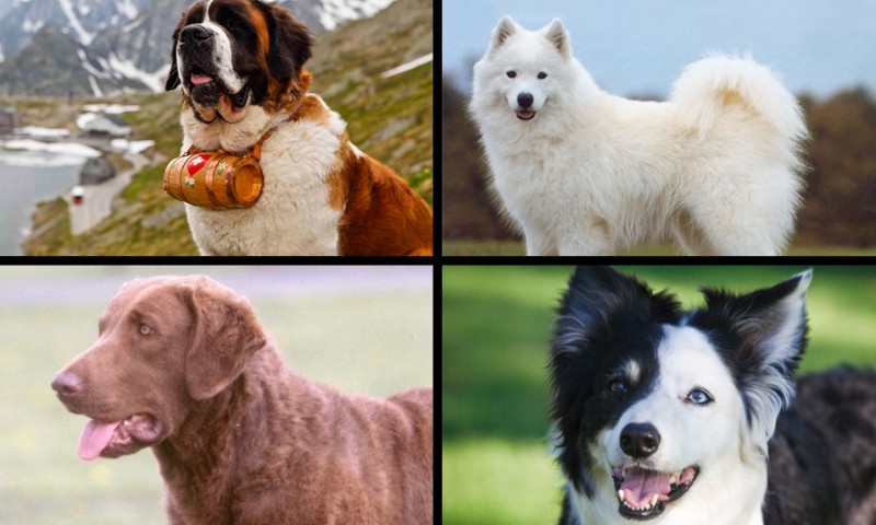 Jirafa orden hacha Las razas de perro más inteligentes según un psicólogo | CABROWORLD